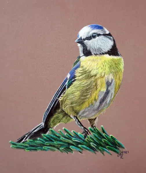 Blaumeise Polychromos